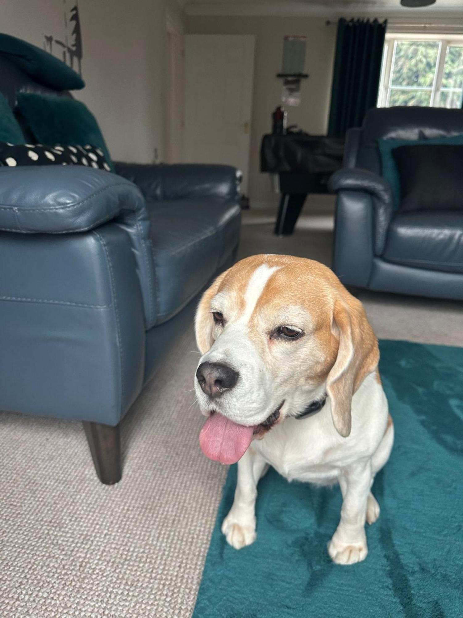 Hereford - Finch House - Modern 4 Bedroom House Located In South Hereford, Dog Friendly With Nearby Countryside, Pool Table, Sleeps Up To 10 Guests - Hosted By Rentmyhouse Εξωτερικό φωτογραφία